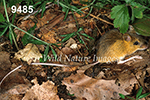 Napaeozapus-insignis